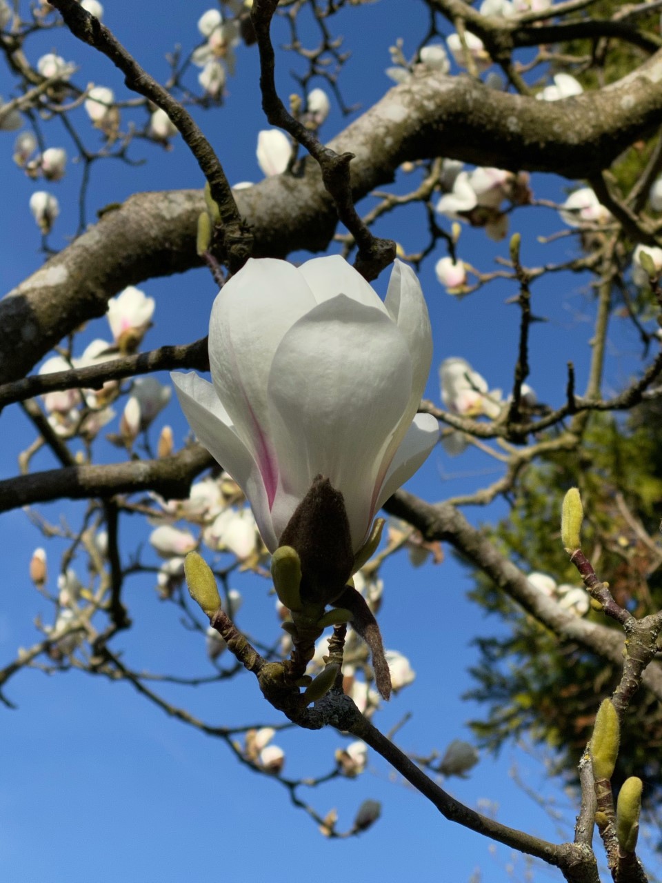 M. x soulangeana 'Pickard's Opal'